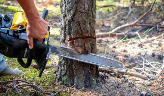 Betriebskosten - Umlagefähigkeit von Kosten der Baumfällung Betriebskosten – Umlagefähigkeit von Kosten der Baumfällung
